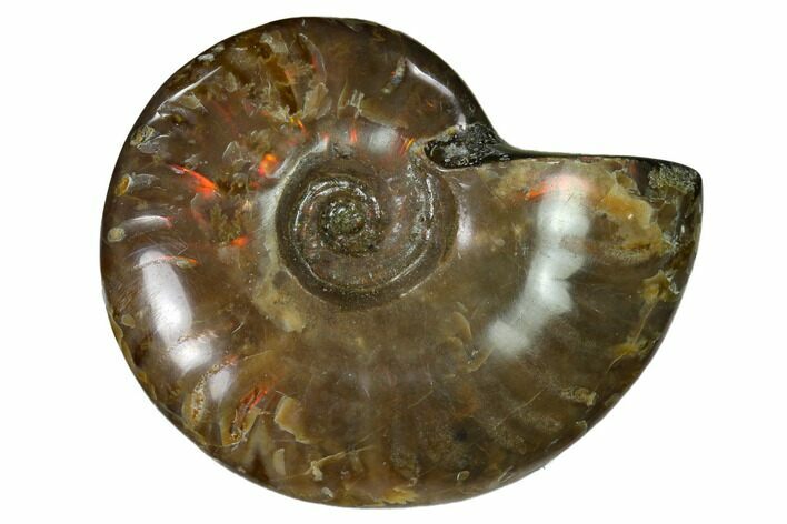 Red Flash Ammonite Fossil - Madagascar #151613